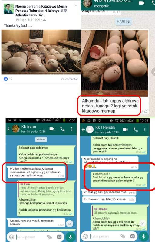 TESTI AYAM